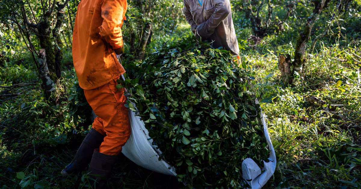 Productor de yerba mate explicó que la migración de Misiones a Brasil crece por salarios y falta de perspectivas