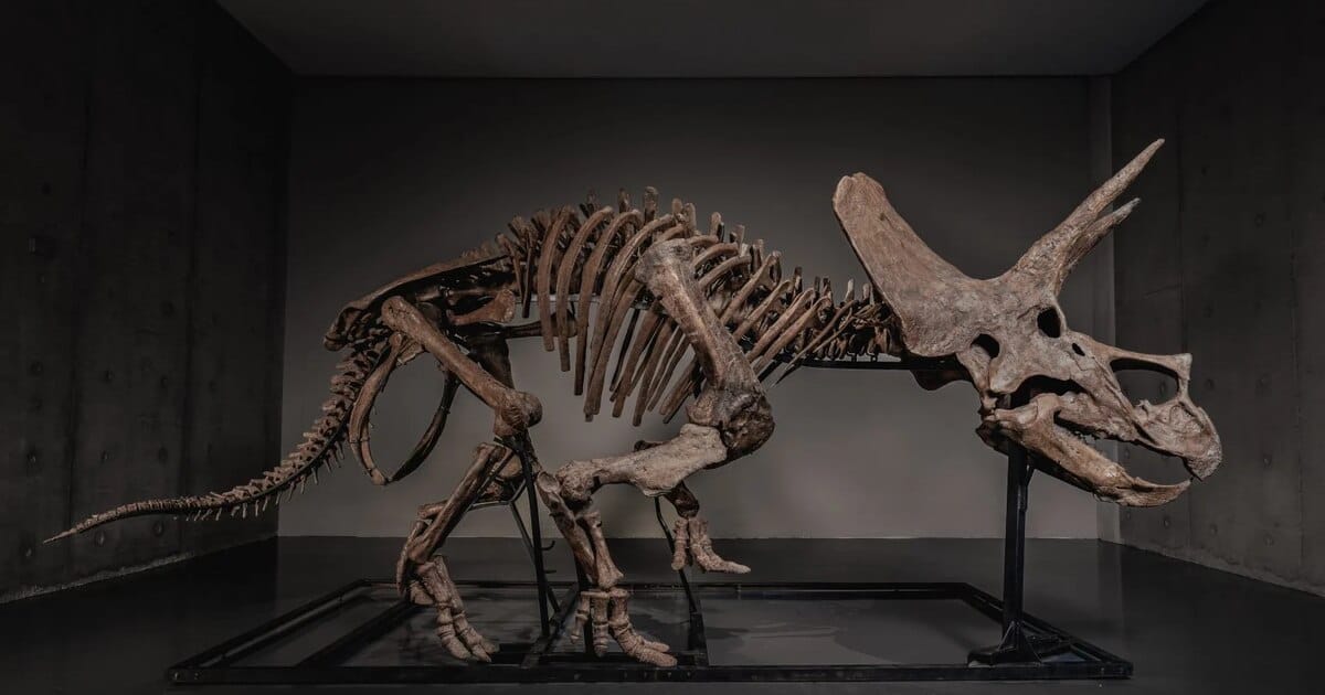 Polémica en el Congreso por la subasta de un Triceratops de 66 millones de años tras 30 años en museo
