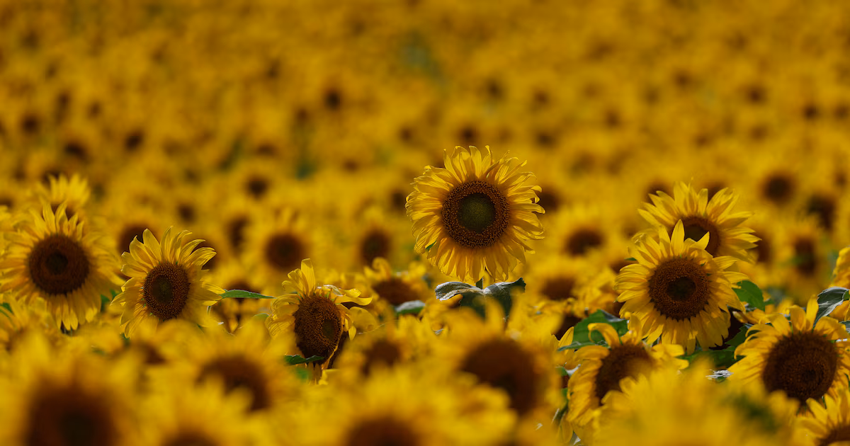 La Argentina gana espacio en el mercado de girasol ante el retroceso de Rusia y Ucrania; cosecha +25% según USDA