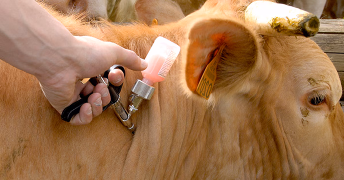 Menos poder a los intendentes: el gobierno eximió a productores rurales de habilitaciones municipales en trámites sanitarios