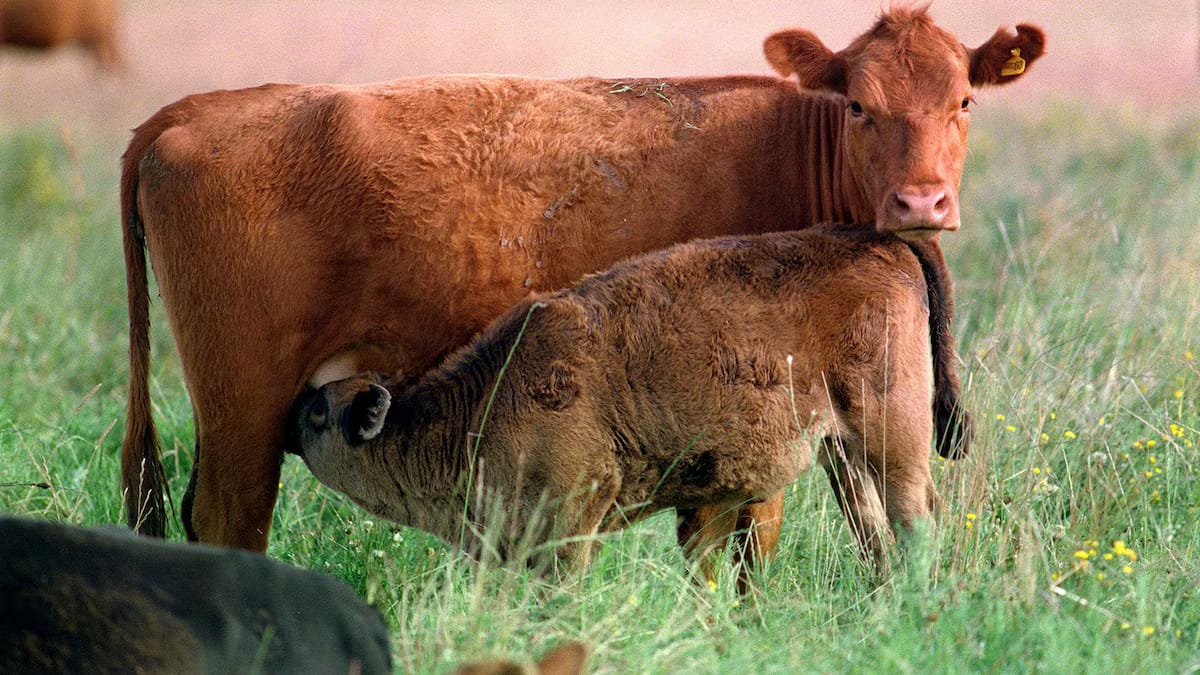 Presentaron un proyecto de ley para que municipios no cobren la guía ganadera