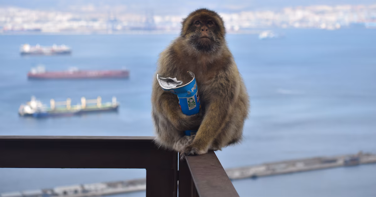 Por qué comen tierra los macacos de Gibraltar: una investigación reveló la influencia humana en su nueva costumbre