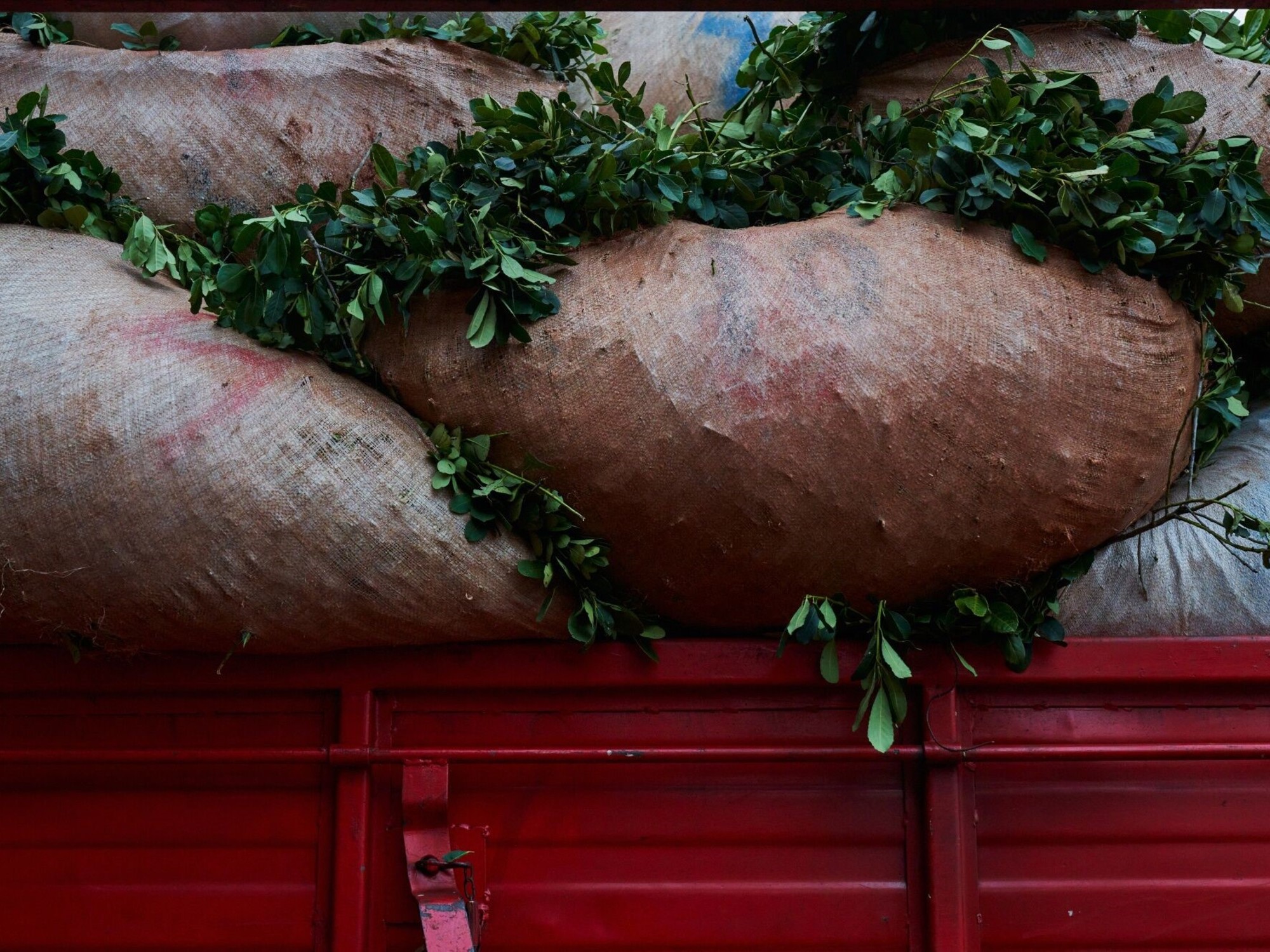 Nueva embestida judicial de los yerbateros para que el INYM recupere facultades