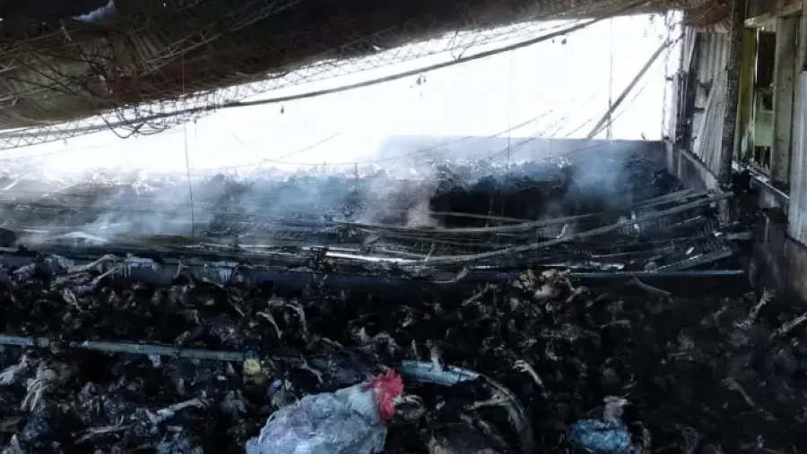 Un voraz incendio destruyó un galpón avícola y causó una gran pérdida de animales