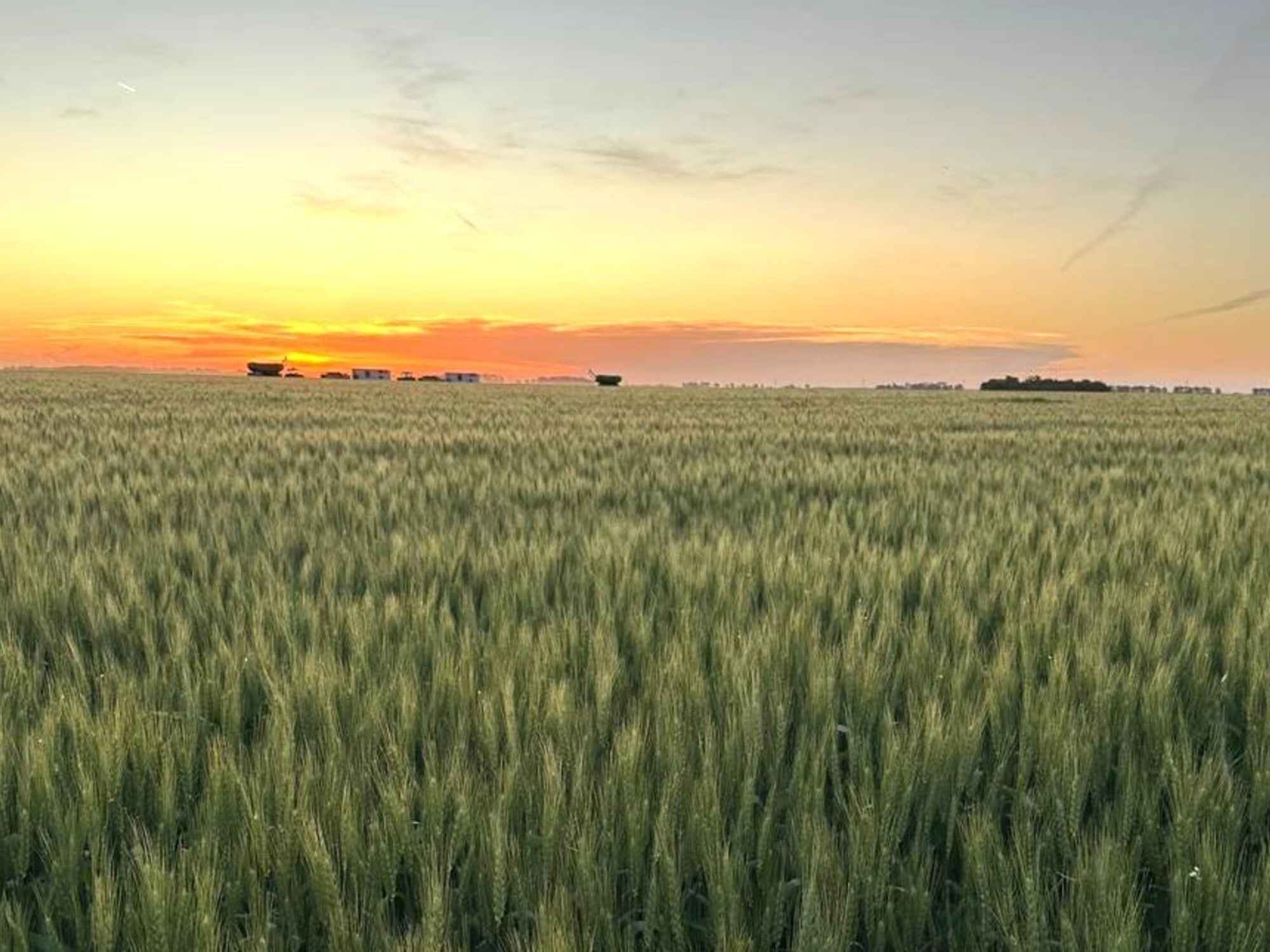 Proyectan que caerá un 3% la superficie de trigo por el fuerte aumento de los insumos