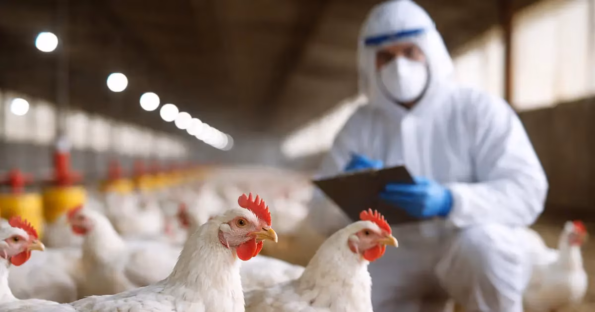 Gripe aviar: la Argentina restituye su estatus de país libre de enfermedad tras los brotes de los últimos meses