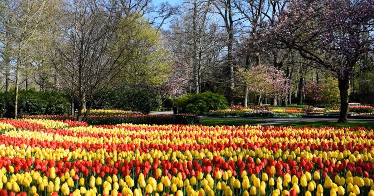 De Japón a Brasil: los 15 rincones del mundo donde las flores protagonizan paisajes únicos