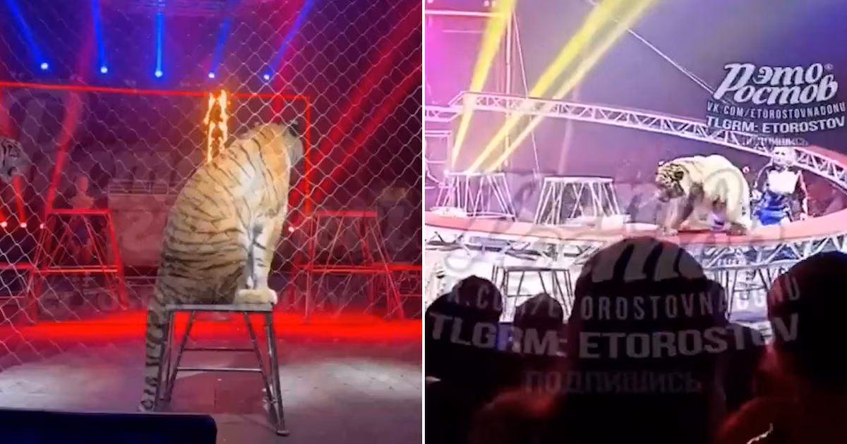 Pánico en un circo de Rusia: un tigre saltó hacia el público durante un espectáculo