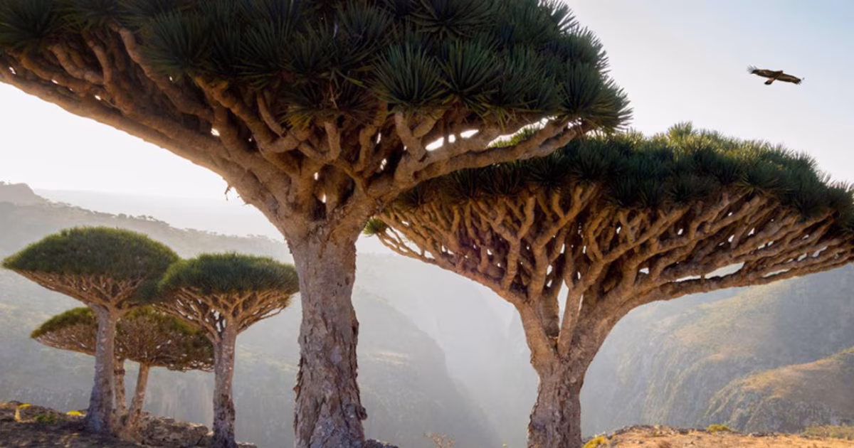 Socotra: el paraíso oculto donde crece un árbol único en el mundo