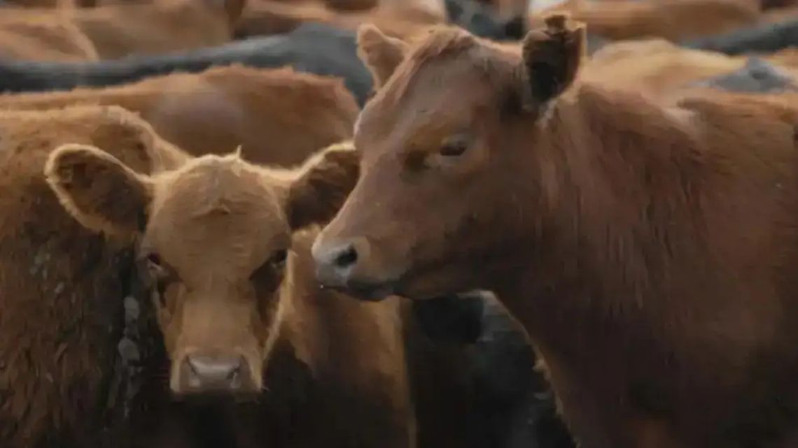 Argentina en el mercado mundial de carnes: El desafío de la productividad y la sostenibilidad