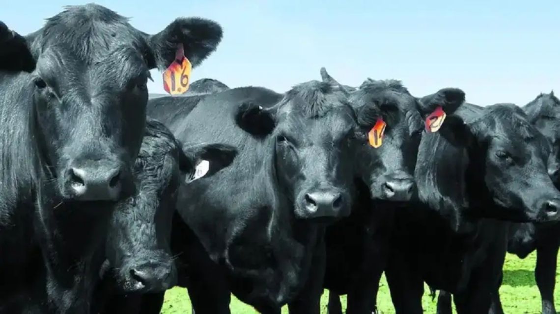 Entre Ríos y la lucha contra la garrapata bovina: “Seguimos en el plan de erradicación”