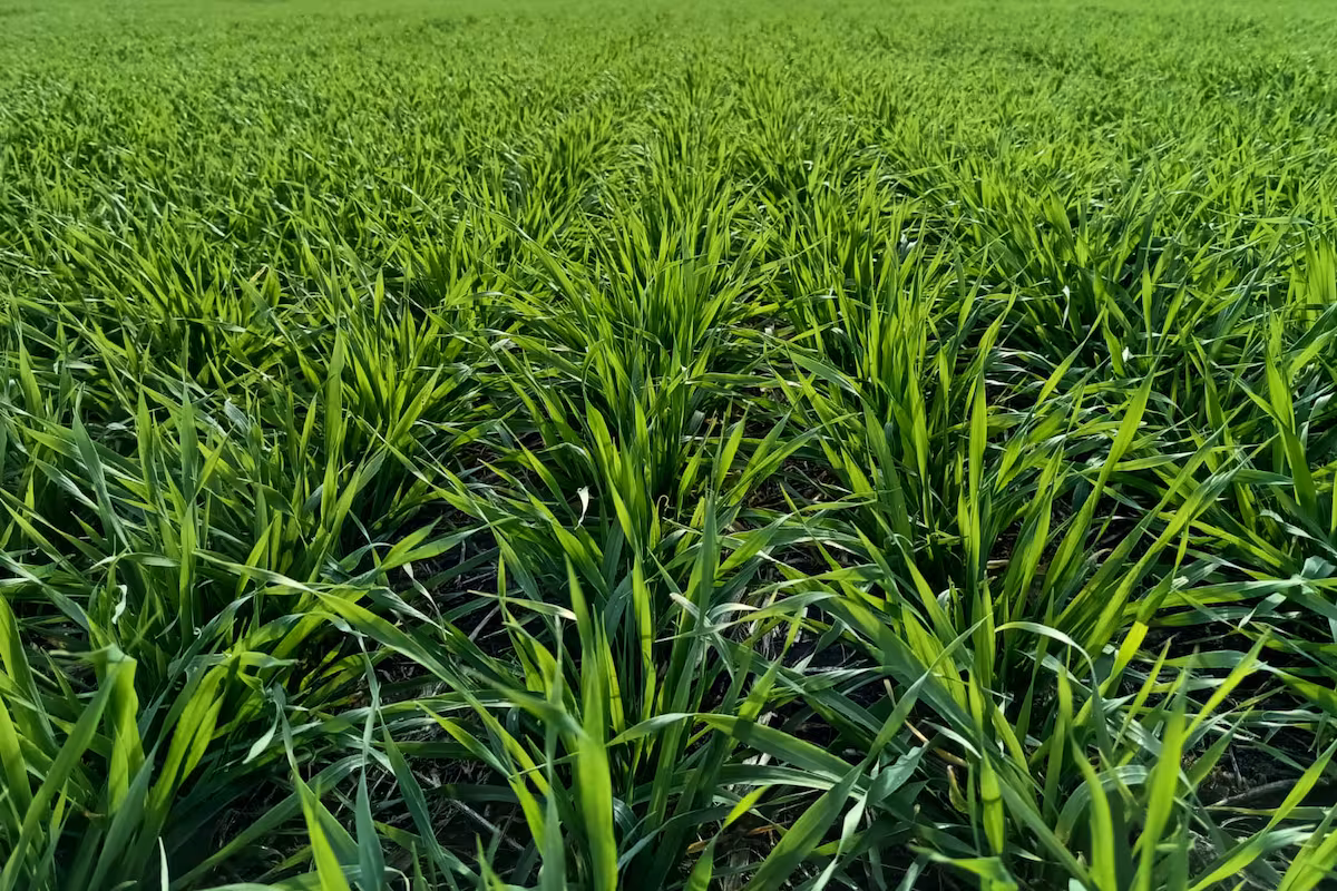 La cebada puede ganar superficie en la campaña de granos finos