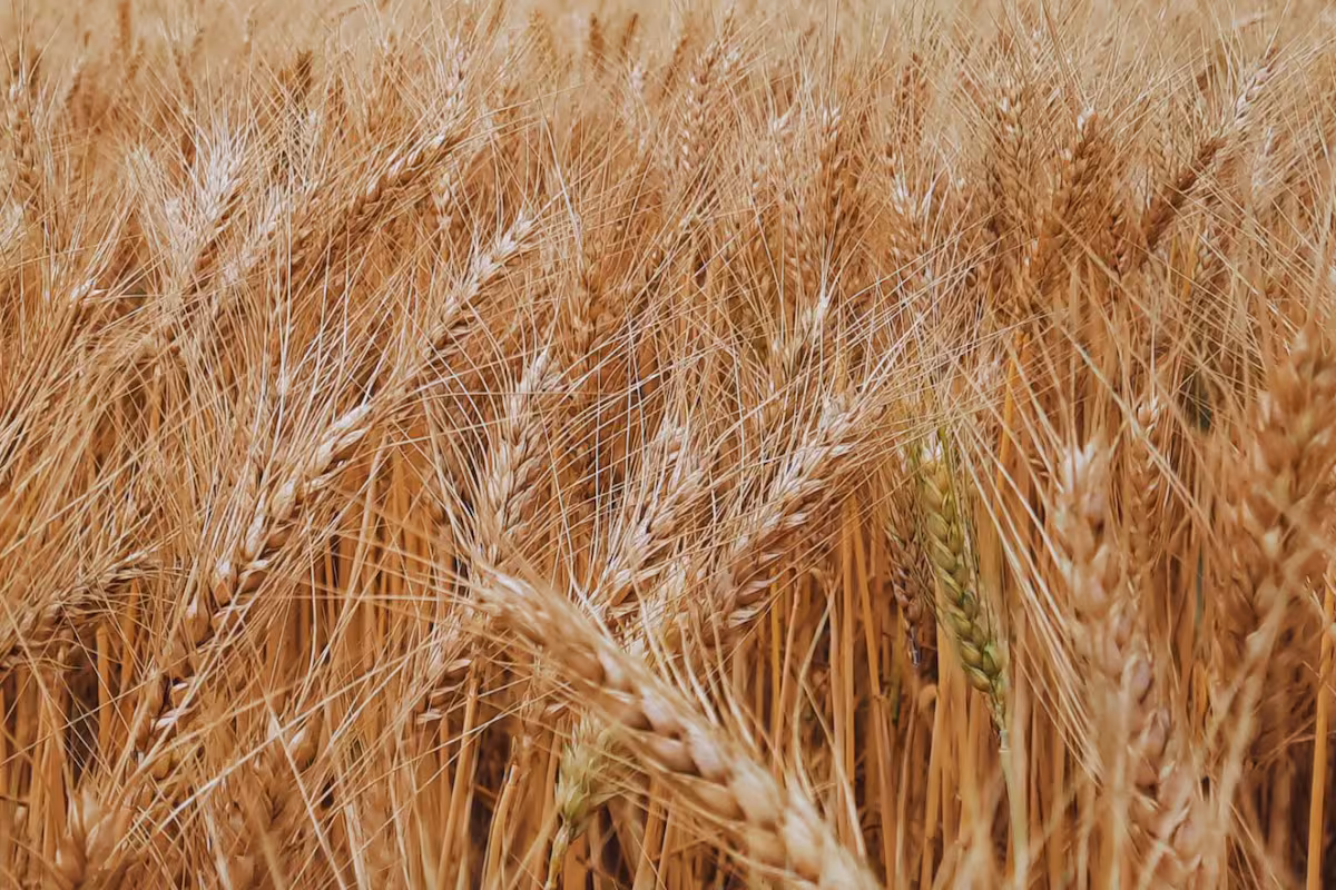 La campaña de trigo invita a salir de la defensiva y jugar un partido al ataque