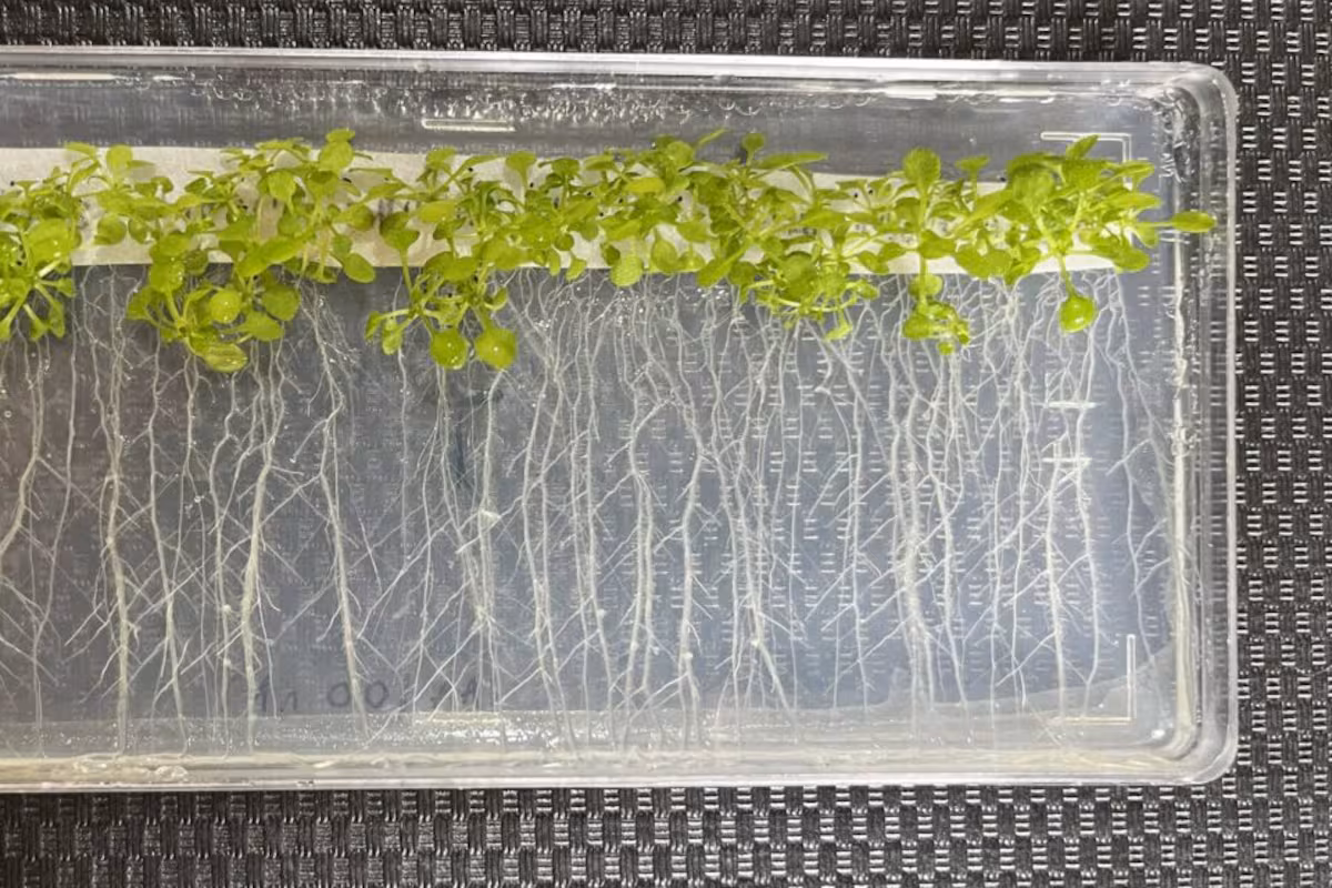 Científicos argentinos participaron de un revolucionario hallazgo sobre las raíces de las plantas
