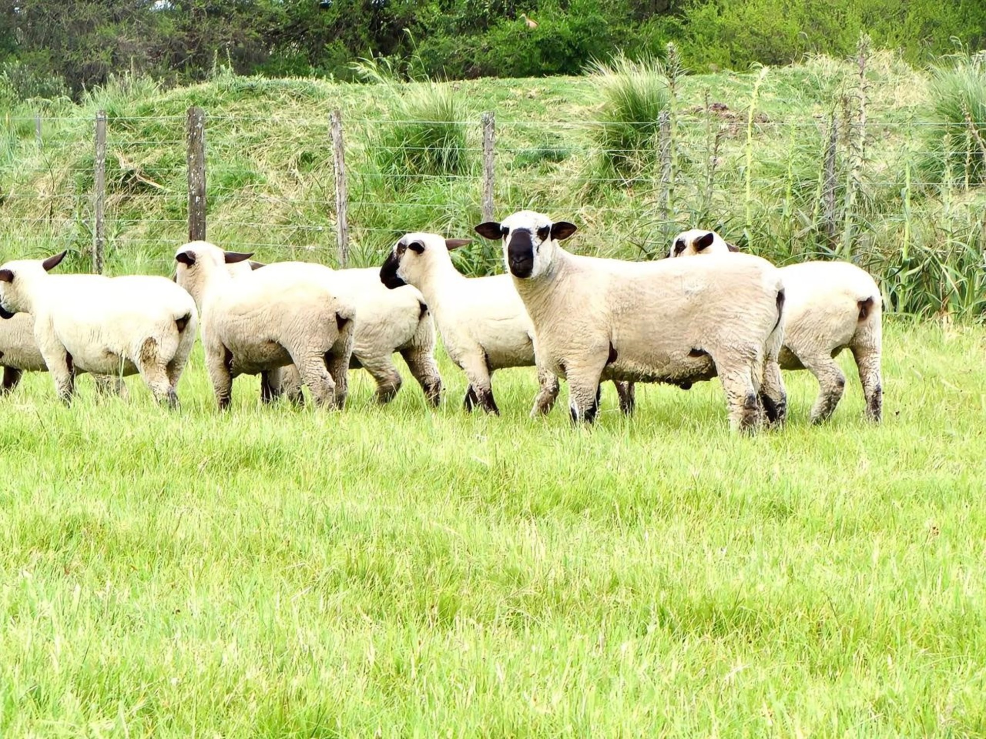 “Hay mucha preocupación”: alerta máxima en un sector por el brote de una enfermedad mortal exótica