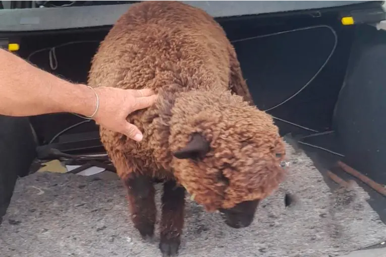 Recuperaron un corderito robado y lo devolvieron a su dueño tras un operativo policial