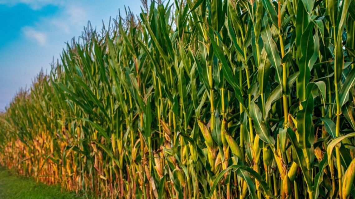 El maíz argentino apunta a un récord histórico de 67 millones de toneladas en la campaña 2025/26