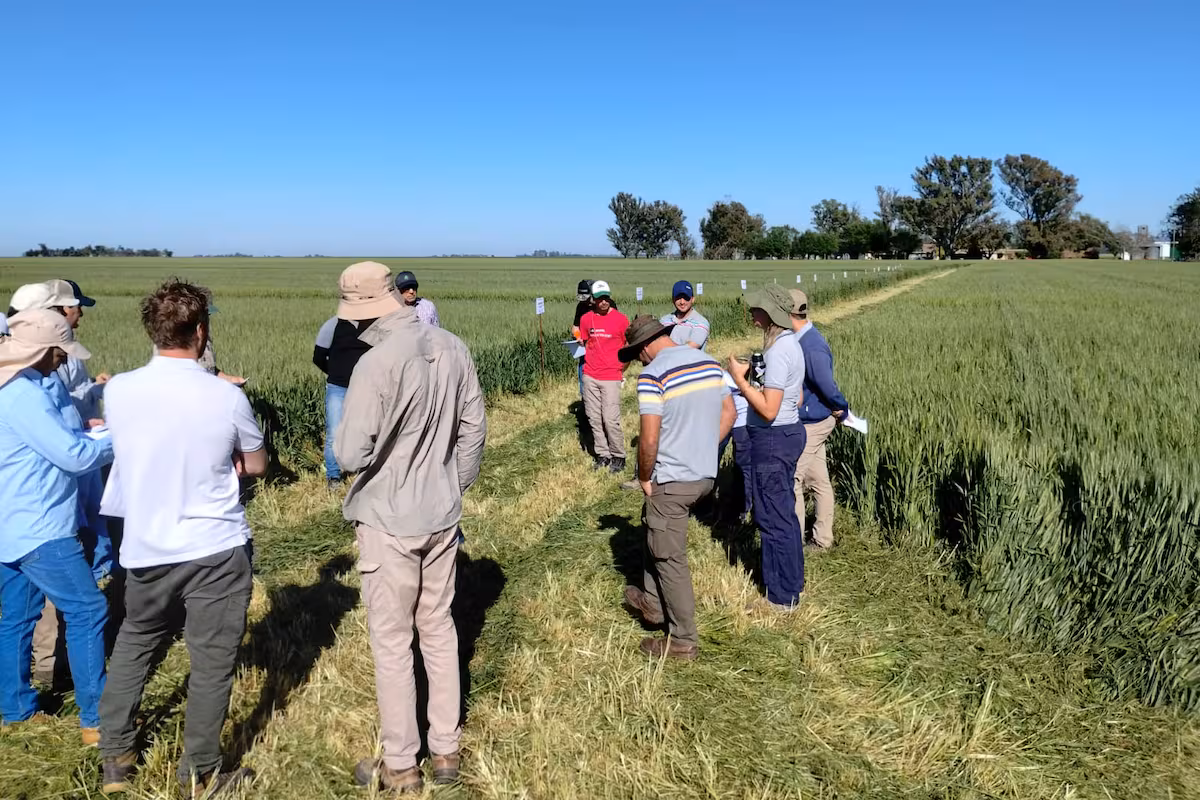 En primera persona: qué piensan hacer los productores para sostener el trigo en un contexto desafiante