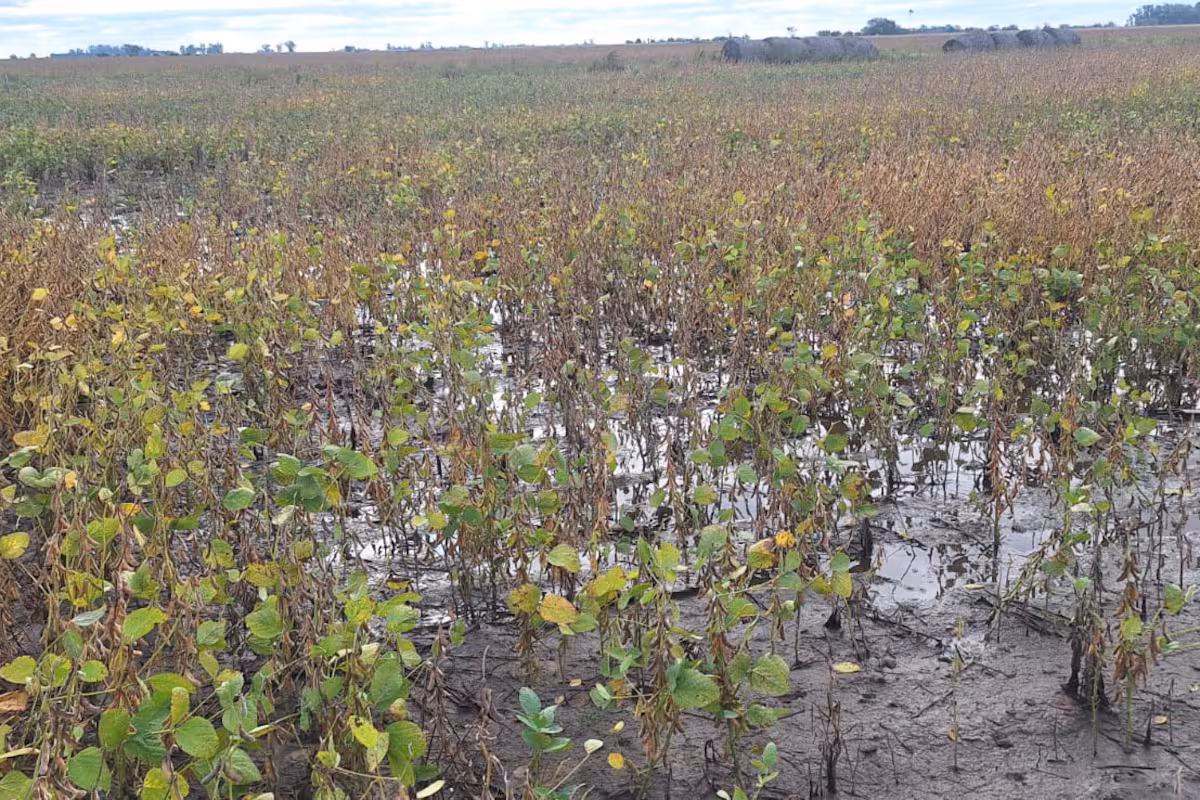 Por qué llueve tanto: asediada por las lluvias, la cosecha de soja en la principal región del país tiene un atraso alarmante