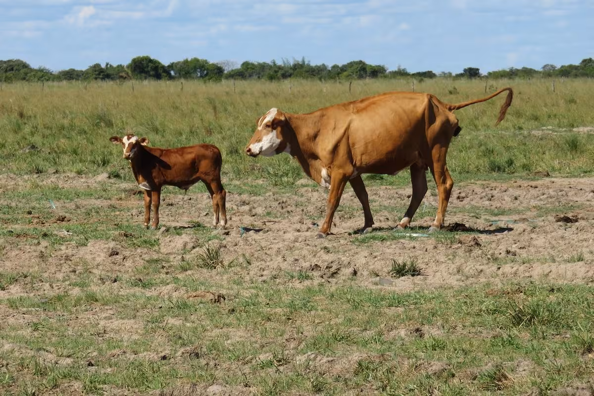 “Totalmente equivocado”: el error con las vacas que se paga muy caro