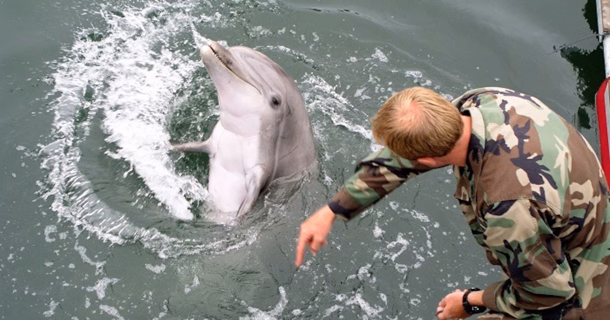 Delfines en la guerra: mitos y verdades sobre el uso militar de mamíferos marinos