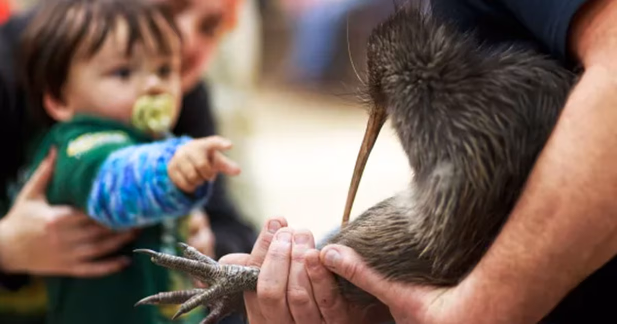 El kiwi, ave tradicional de Nueva Zelanda, regresa a Wellington tras más de un siglo de ausencia