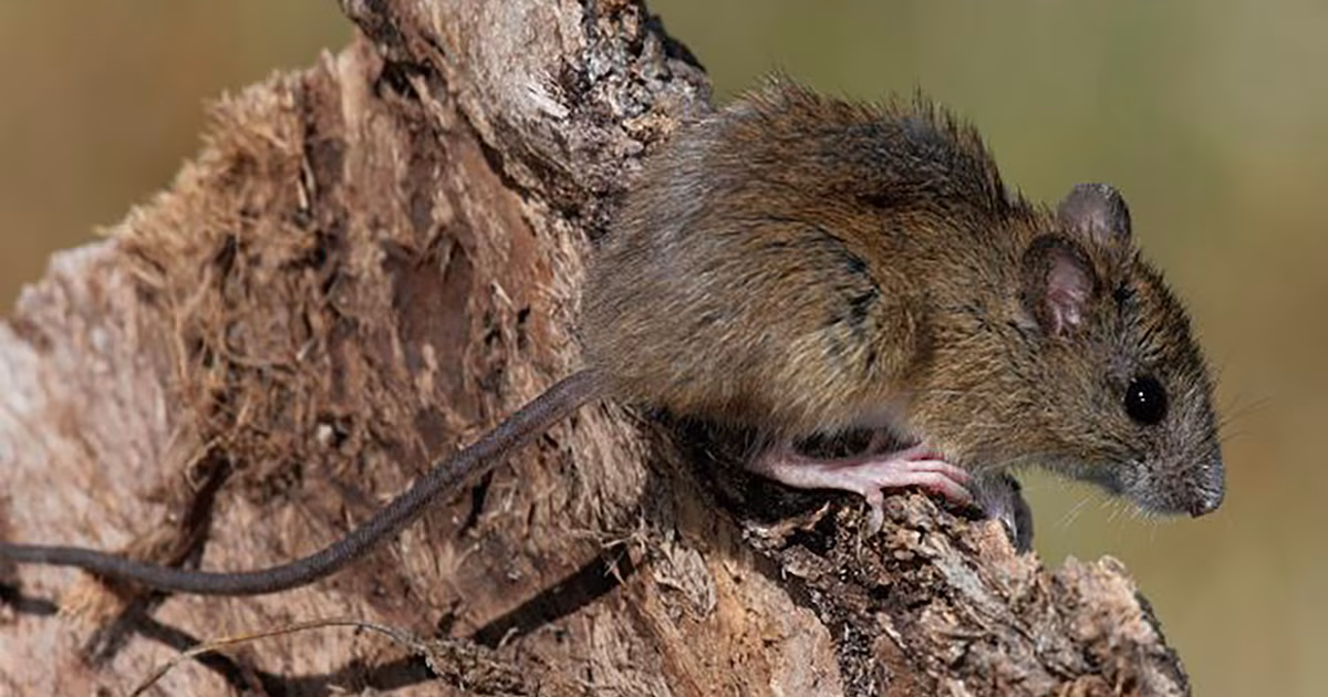 Qué es el hantavirus y cómo prevenir el contagio: claves del brote en el crucero del Atlántico