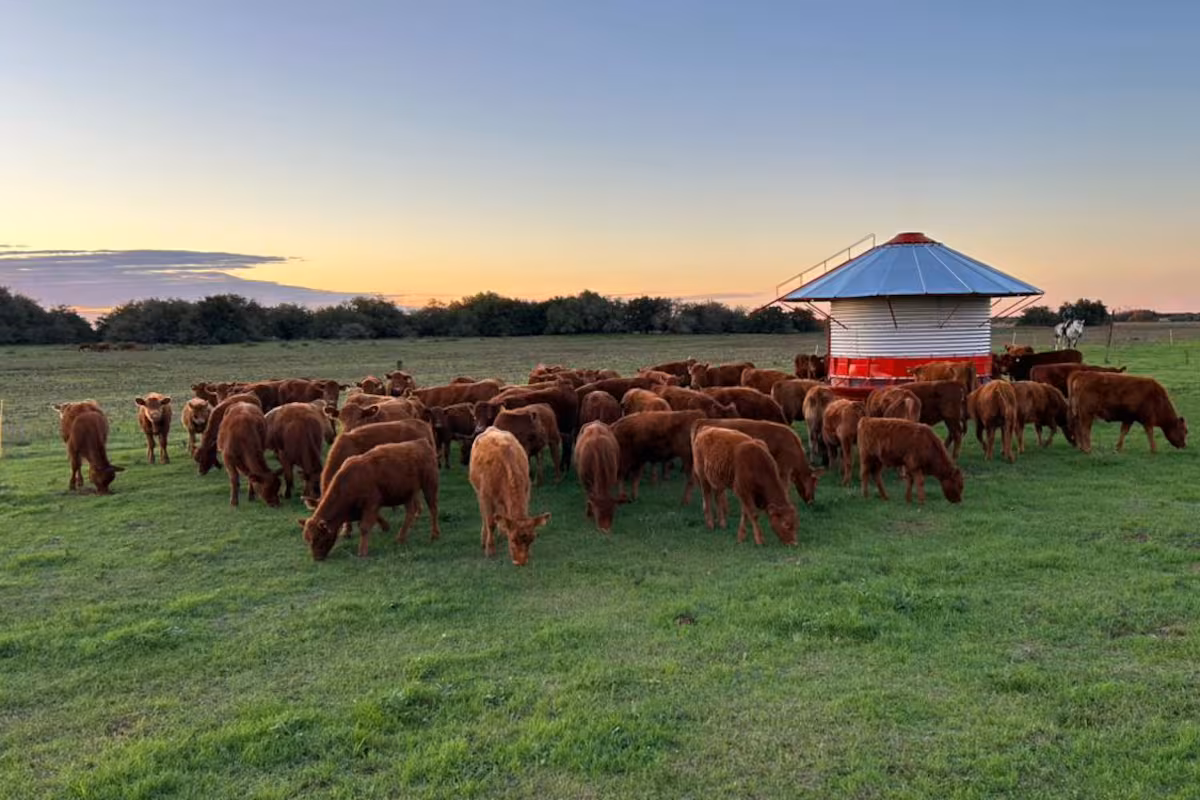 Mito o realidad: cuán cierto es que en ganadería más grasa representa más energía