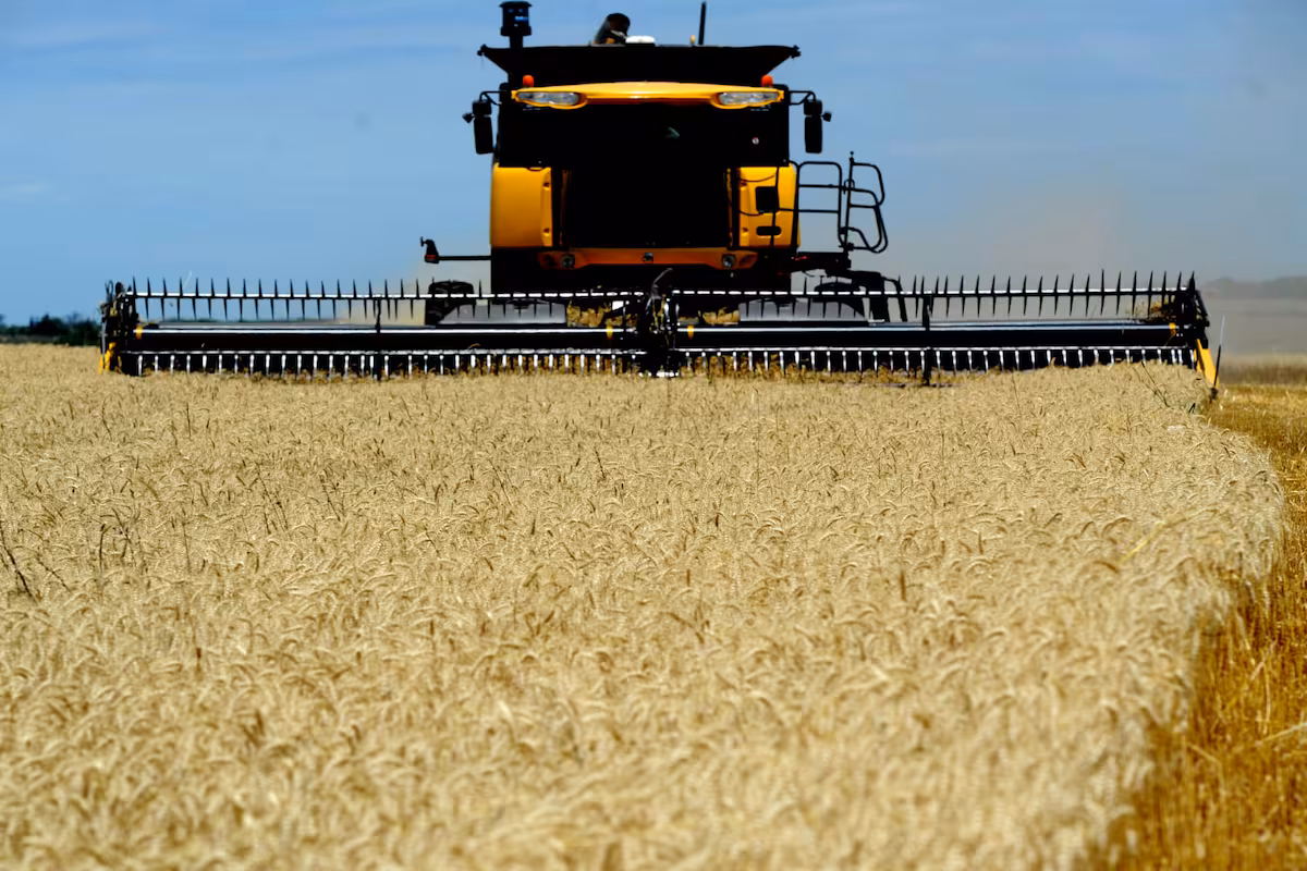 Buenas noticias para la campaña de granos finos: baja el precio de la urea y sube el del trigo