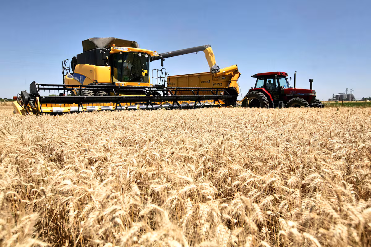 La Argentina importará trigo desde Paraguay ante la “paradoja de la abundancia”