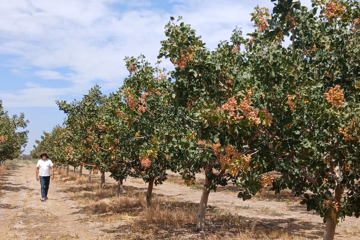 “Métanse en la cereza, el pistacho, tengan vacas”: en una provincia los productores dejan el vino y cambian de rubro