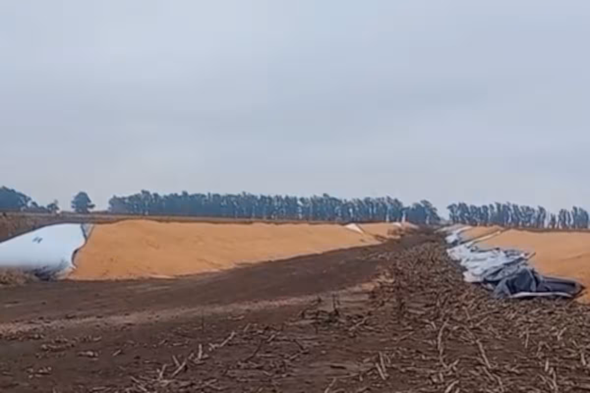 “Quisieron hacer mucho daño”: atacaron un campo y rompieron 12 silobolsas con más de 2000 toneladas de granos