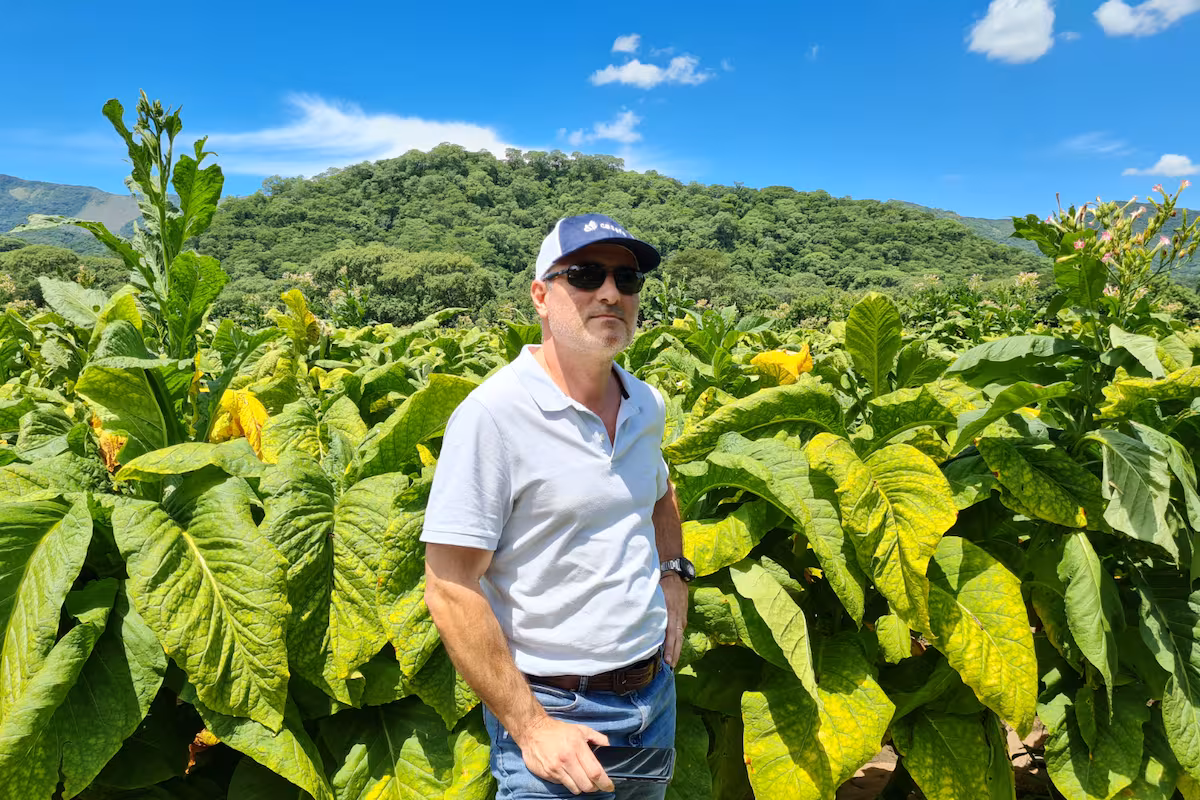 Advierten que el contrabando de cigarrillos puso en jaque el negocio de producir tabaco