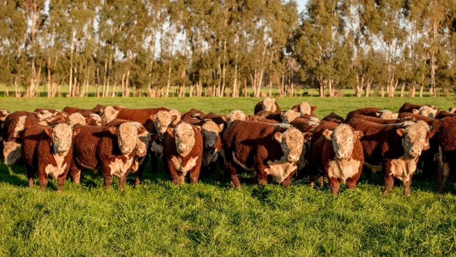 Denunciaron la desaparición de más de 500 animales y apuntan a un veterinario de Colón