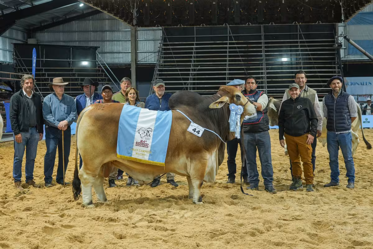 Los Brahman picaron en punta y consagraron a los primeros Grandes Campeones de las Nacionales 2026
