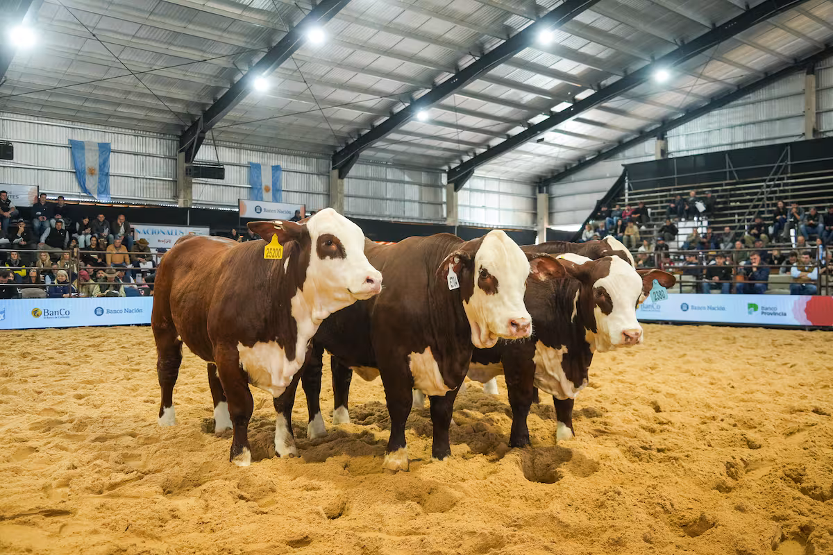 Más consultas por vientres, nuevos jugadores y expectativa por la carne: el clima que se vive en las Nacionales de Corrientes