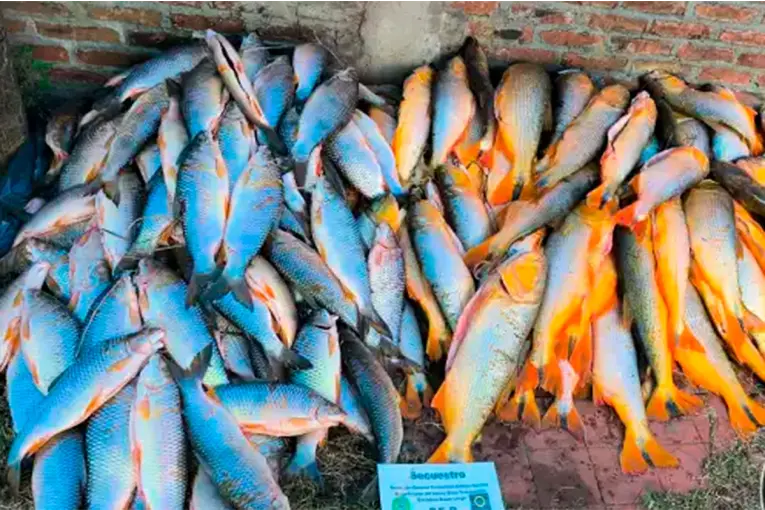 Decomisaron 190 piezas de pescado ilegal en operativo vial sobre la Ruta 12