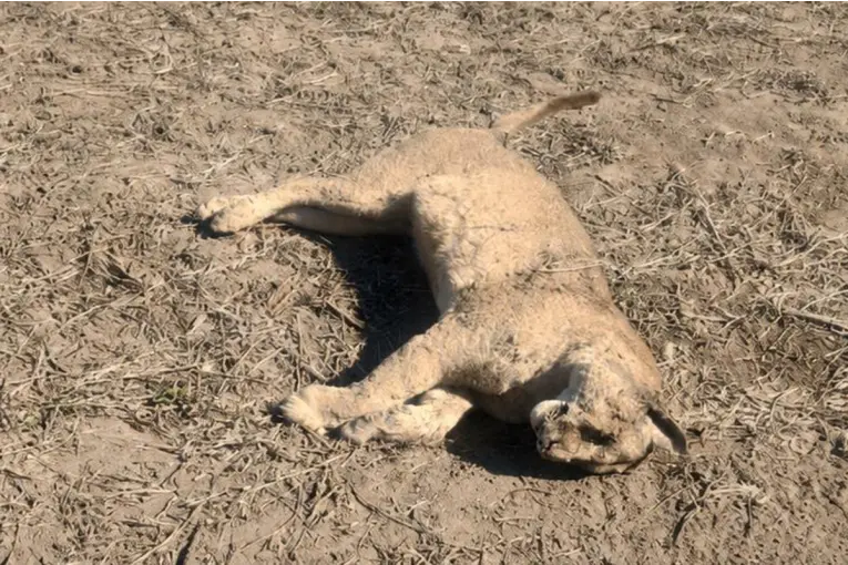 Encontraron un puma muerto en cercanías de Antelo