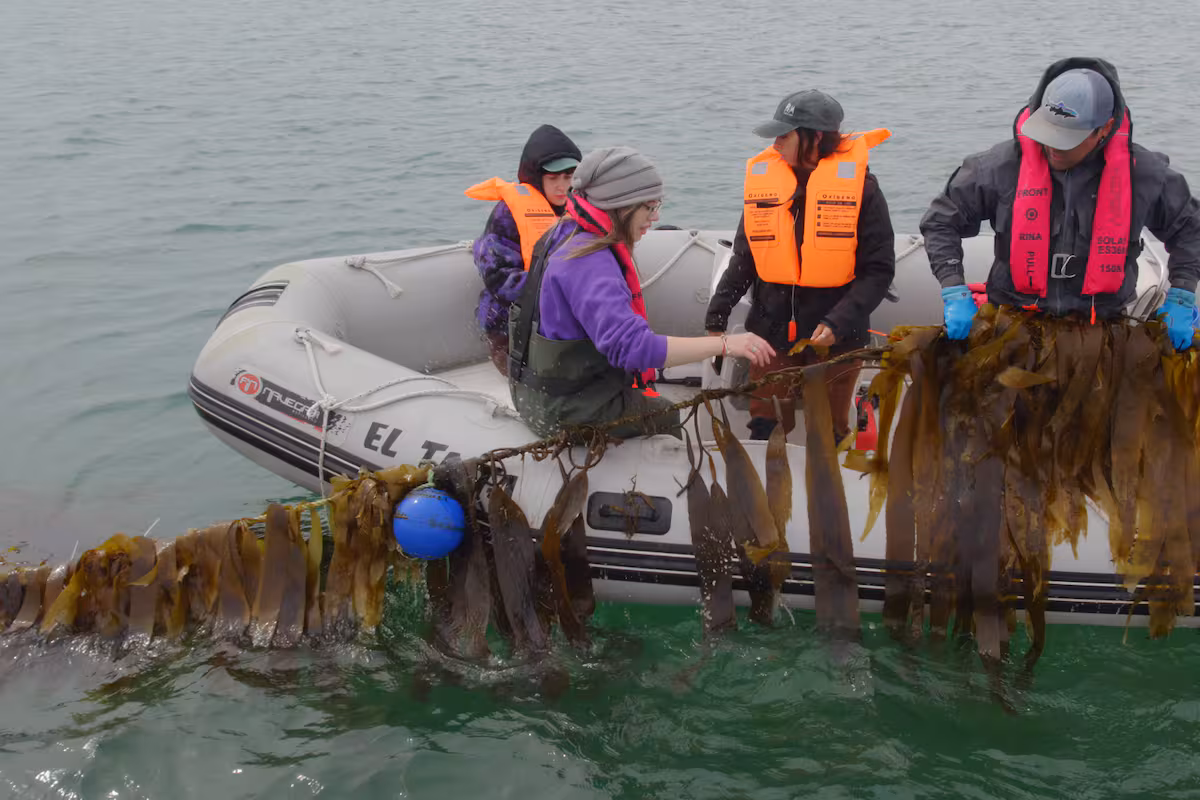 Siembran en el mar y con un producto aspiran a revolucionar la producción agrícola