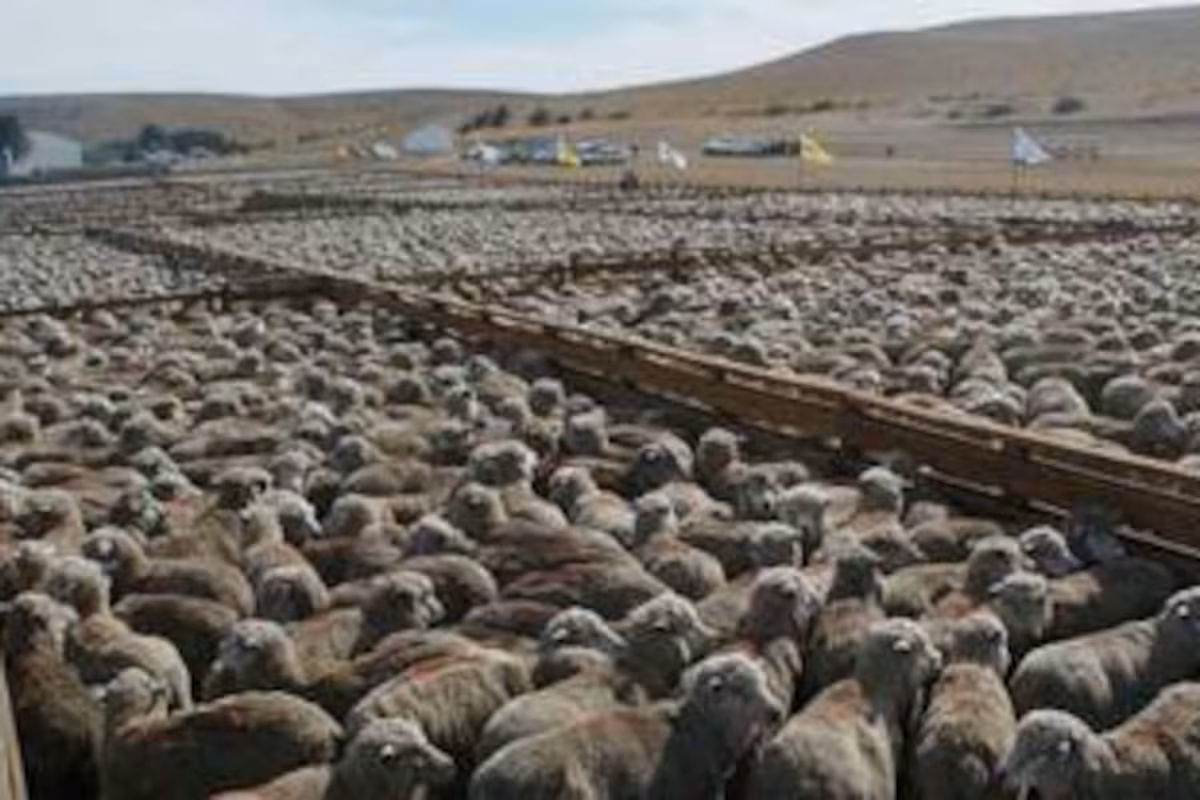 “Es urgente descomprimir”: siguen frenadas las exportaciones de carne ovina a Brasil