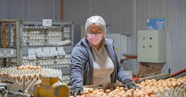 Exportaciones Más huevos, más cerdo y más dólares para Argentina
