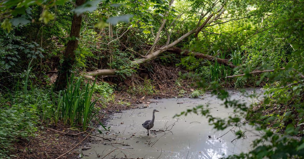 Limpió un río contaminado, retiró 200 bolsas de basura y podría enfrentar hasta dos años de prisiónEl abogado ambientalista Paul Powlesland lideró una restauración comunitaria de un afluente en Londres que permitió el regreso de peces y libélulas. Sin embargo, las autoridades británicas investigan la intervención por haberse realizado sin autorización oficial