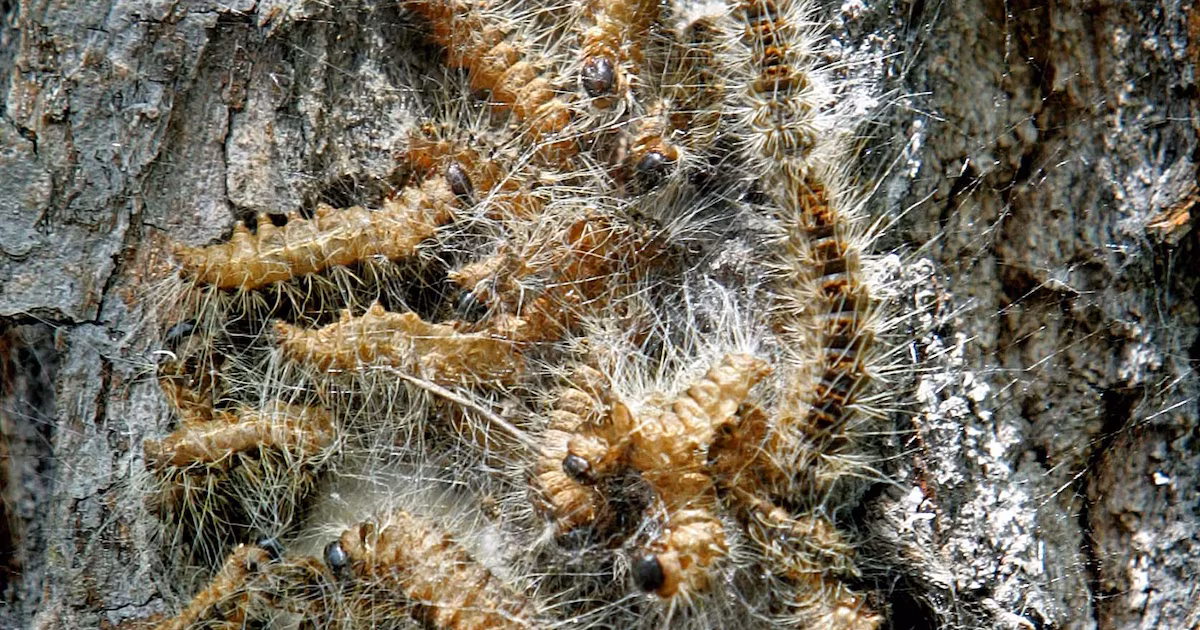 Berlín enfrenta una amenaza invisible en sus barrios residencialesUna invasión de insectos tóxicos obliga a adultos mayores a permanecer en sus casas y fuerza el cierre de espacios públicos, mientras los vecinos reclaman acción urgente a las autoridades