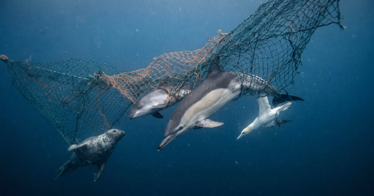 En sus propias aguas, el Reino Unido mata accidentalmente 120 toneladas de tiburones y rayas protegidos por añoEl primer análisis nacional sobre bycatch concluye que la magnitud real del problema podría ser mucho mayor que la estimada, dado el escaso control existente sobre la mayoría de la flota pesquera