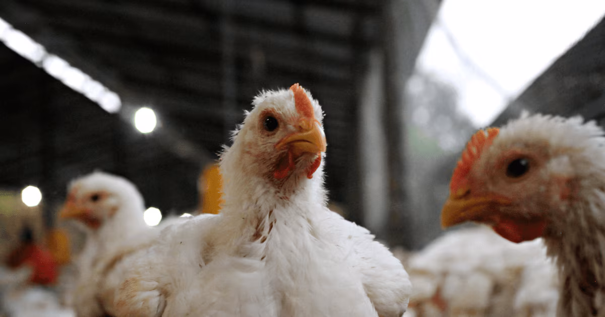 Gripe aviar: la Argentina vuelve a exportar carne de pollo a Chile y Perú tras superar los controles sanitarios