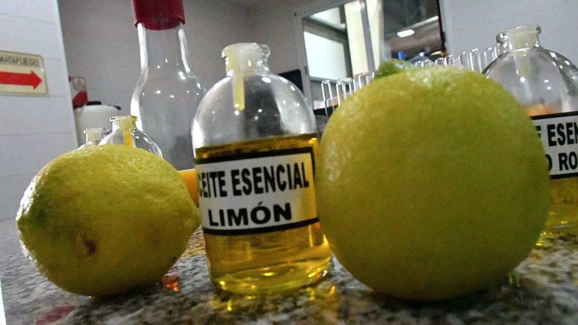 El “Plan Limón” da sus frutos: Corrientes exporta cítricos industrializados por u$s 8 millones al año
