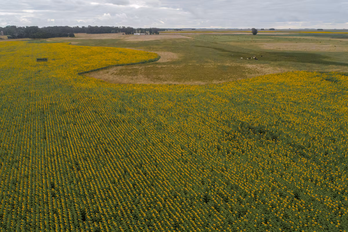 Nuevo escenario: el cultivo que abrió la puerta a un reseteo productivo