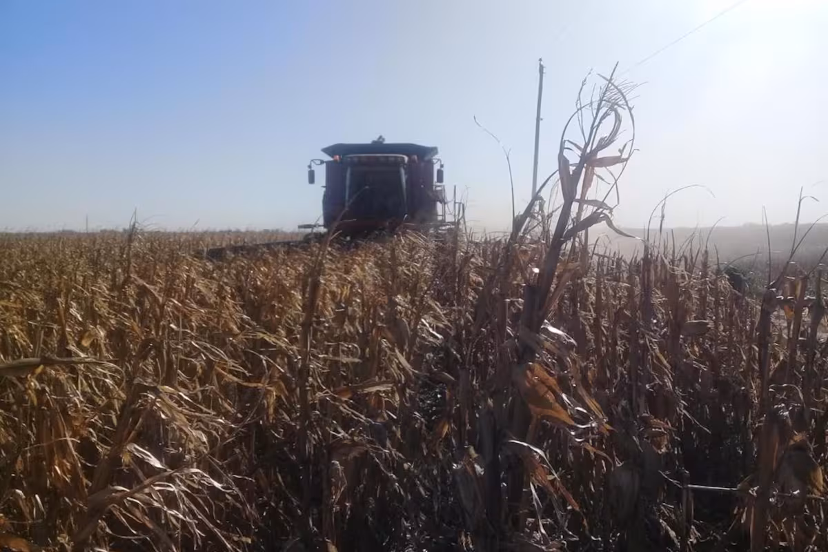Proyección: la hoja de ruta para llegar a otra cosecha récord