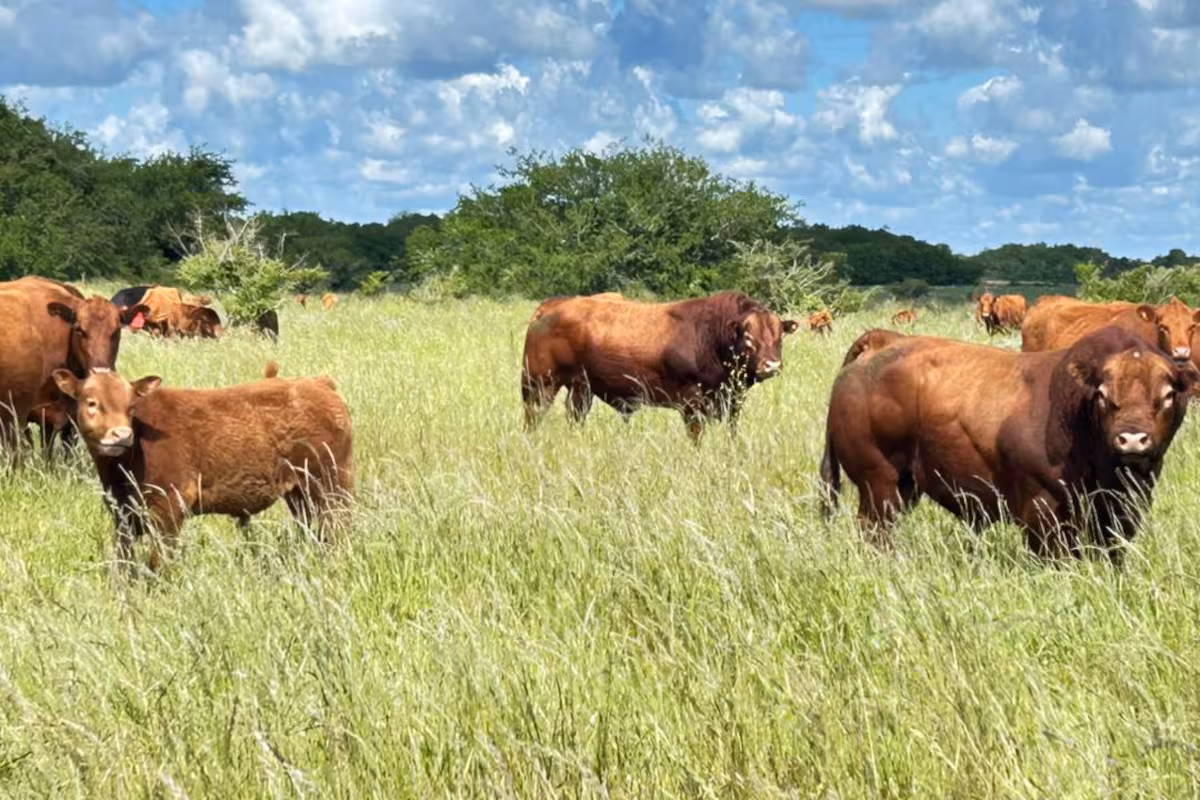 Efecto derrame: el buen momento de las vacas empuja el valor de los campos ganaderos
