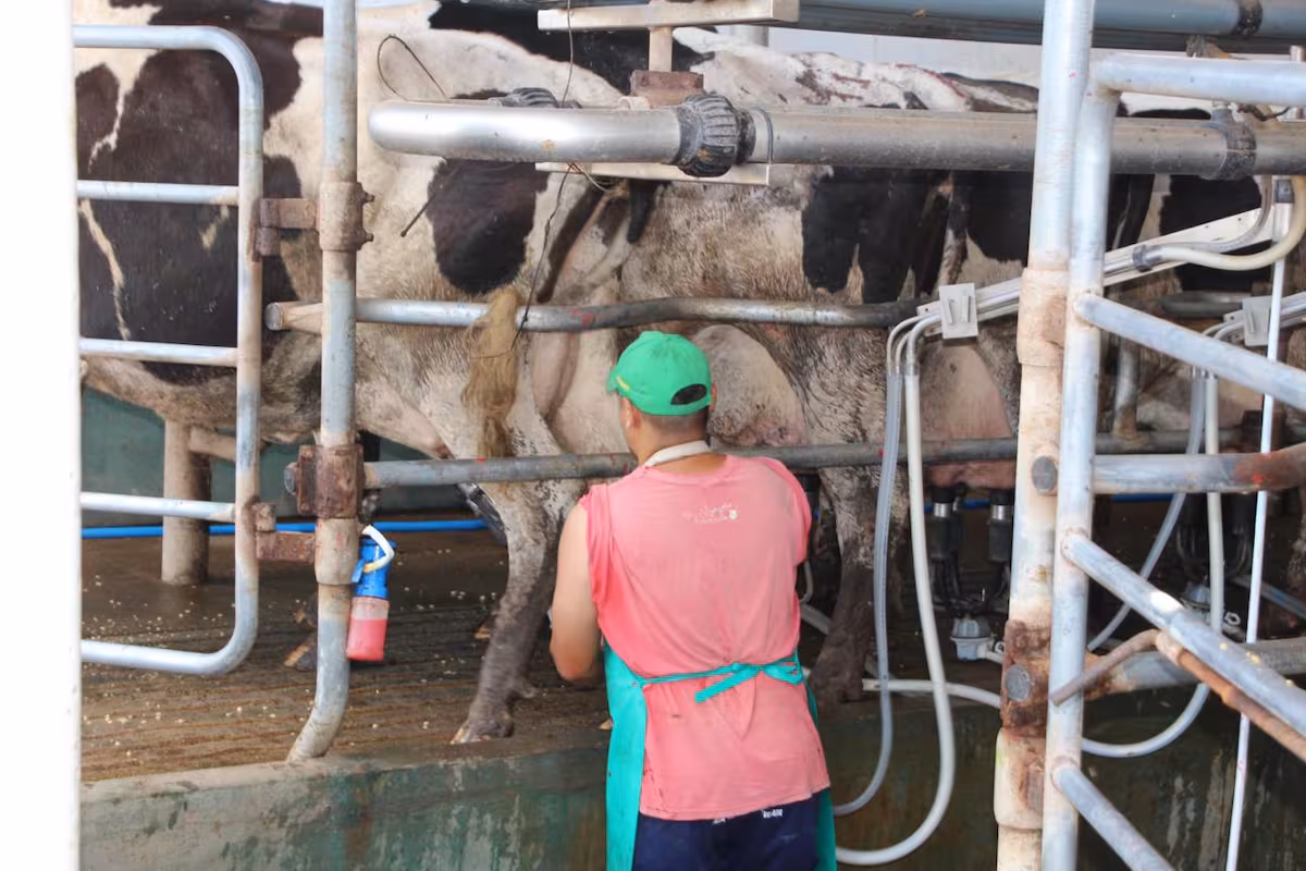 Cambio en el negocio: casi tres de diez litros de leche ya salen de tambos que producen más de 10.000 litros diarios